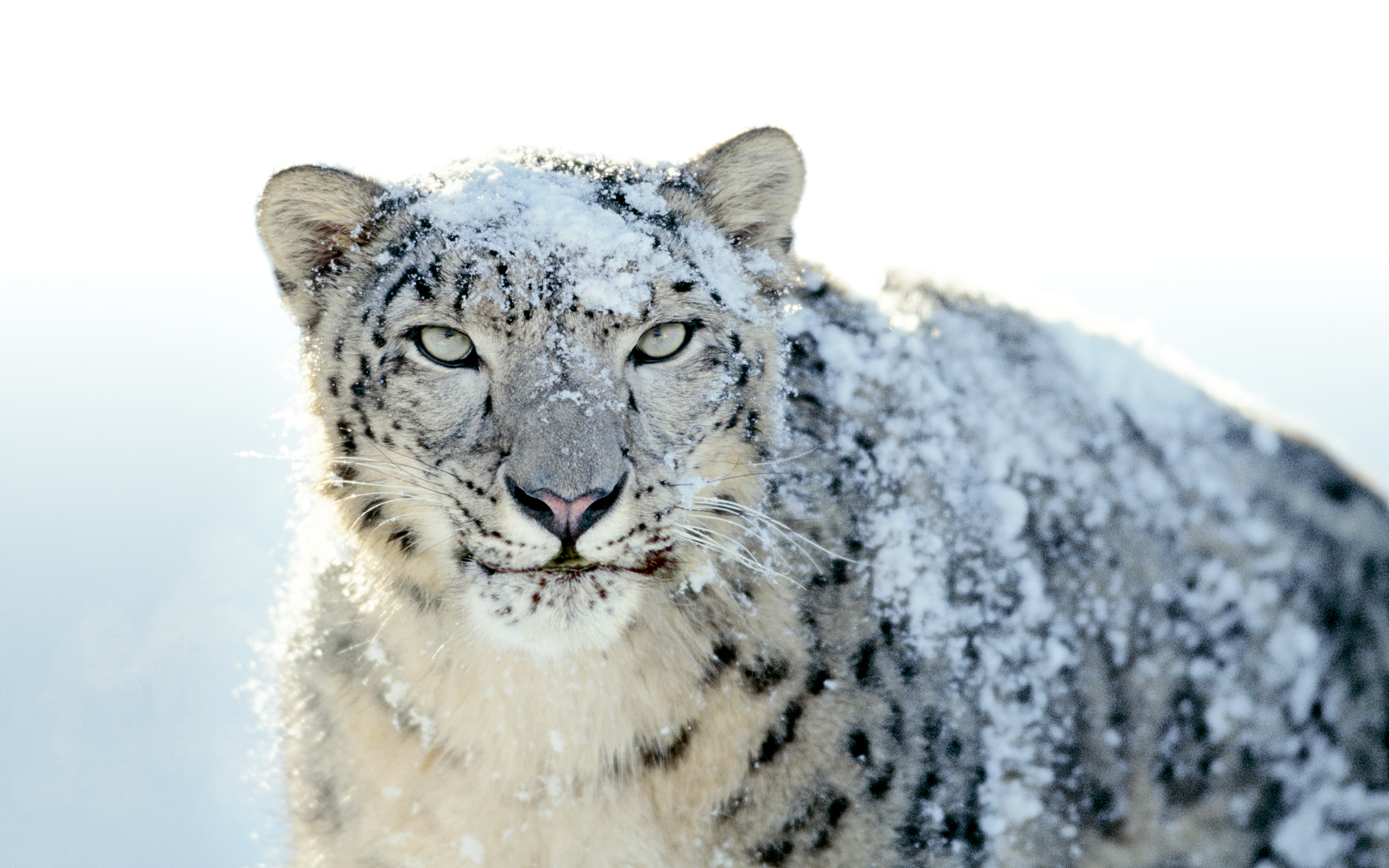 mac snow leopard download to usb for pc